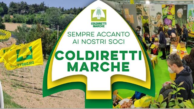 Coldiretti Marche, vola export agroalimentare nel primo semestre 2023. Allevatori più forti col patto con l'Umbria