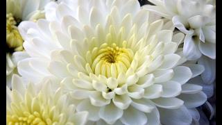 1426A4FC-17A2-11EB-945F-B80F3655F3F5.jpg