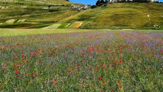 40AC9812-DB31-11EB-A528-131C3655F3F5.jpg