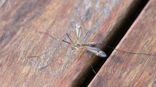 CA397E8C-87BE-11EF-9EC7-61E74F44F848.jpg